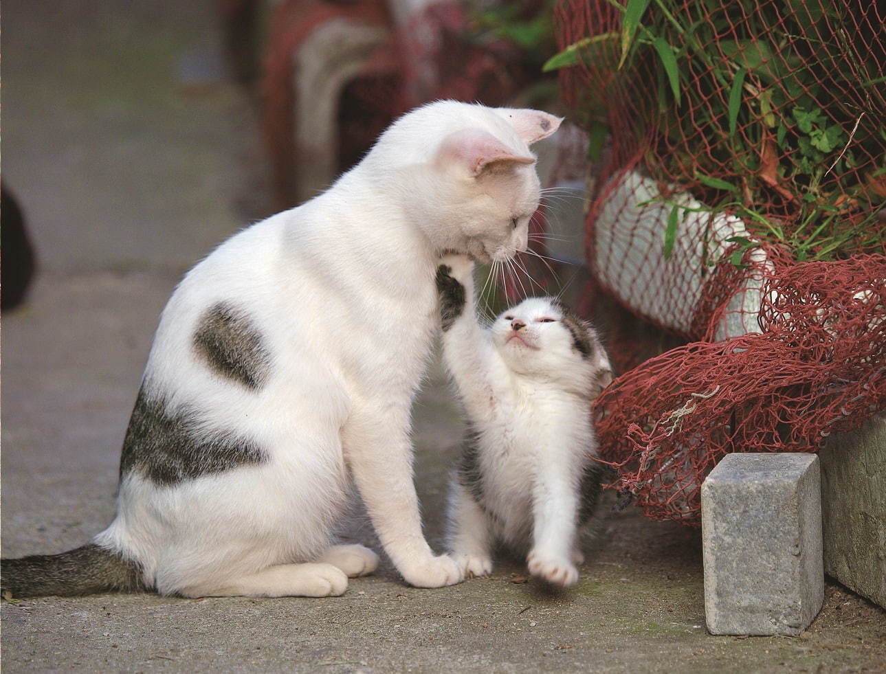 「岩合光昭写真展 こねこ」京都駅ビル内美術館「えき」KYOTOで、世界各地域の“こねこ”約150点 | 写真