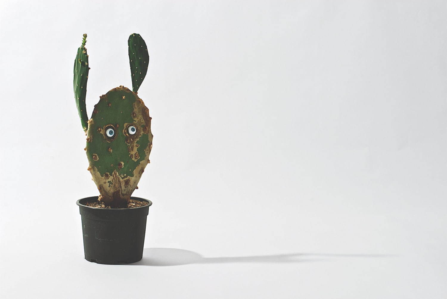 展覧会「ロイス・ワインバーガー展」“見えない自然”に迫る植物を使った絵画など、東京ワタリウム美術館で｜写真1