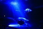 神戸・須磨海浜水族園のナイトアクアリウム、光と織りなす切り絵アートや色彩豊かなイルカパフォーマンス｜写真2