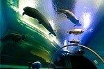 神戸・須磨海浜水族園のナイトアクアリウム、光と織りなす切り絵アートや色彩豊かなイルカパフォーマンス｜写真1