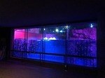 神戸・須磨海浜水族園のナイトアクアリウム、光と織りなす切り絵アートや色彩豊かなイルカパフォーマンス｜写真5