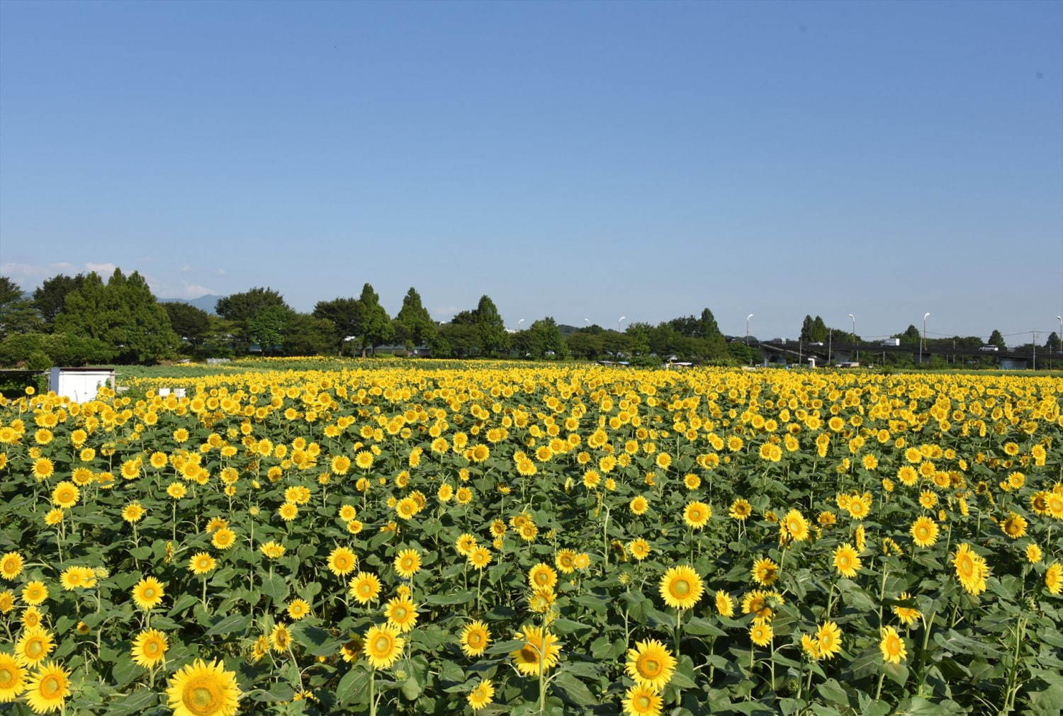 55万本の大輪が咲く「ひまわりまつり」が神奈川・座間で、“黄色い絨毯”のように広がるひまわり畑｜写真3