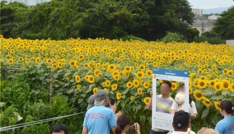 55万本の大輪が咲く「ひまわりまつり」が神奈川・座間で、“黄色い絨毯”のように広がるひまわり畑｜写真5