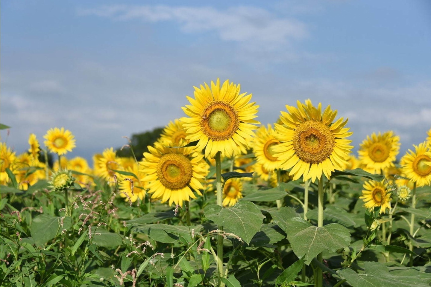 「ひまわりまつり」
