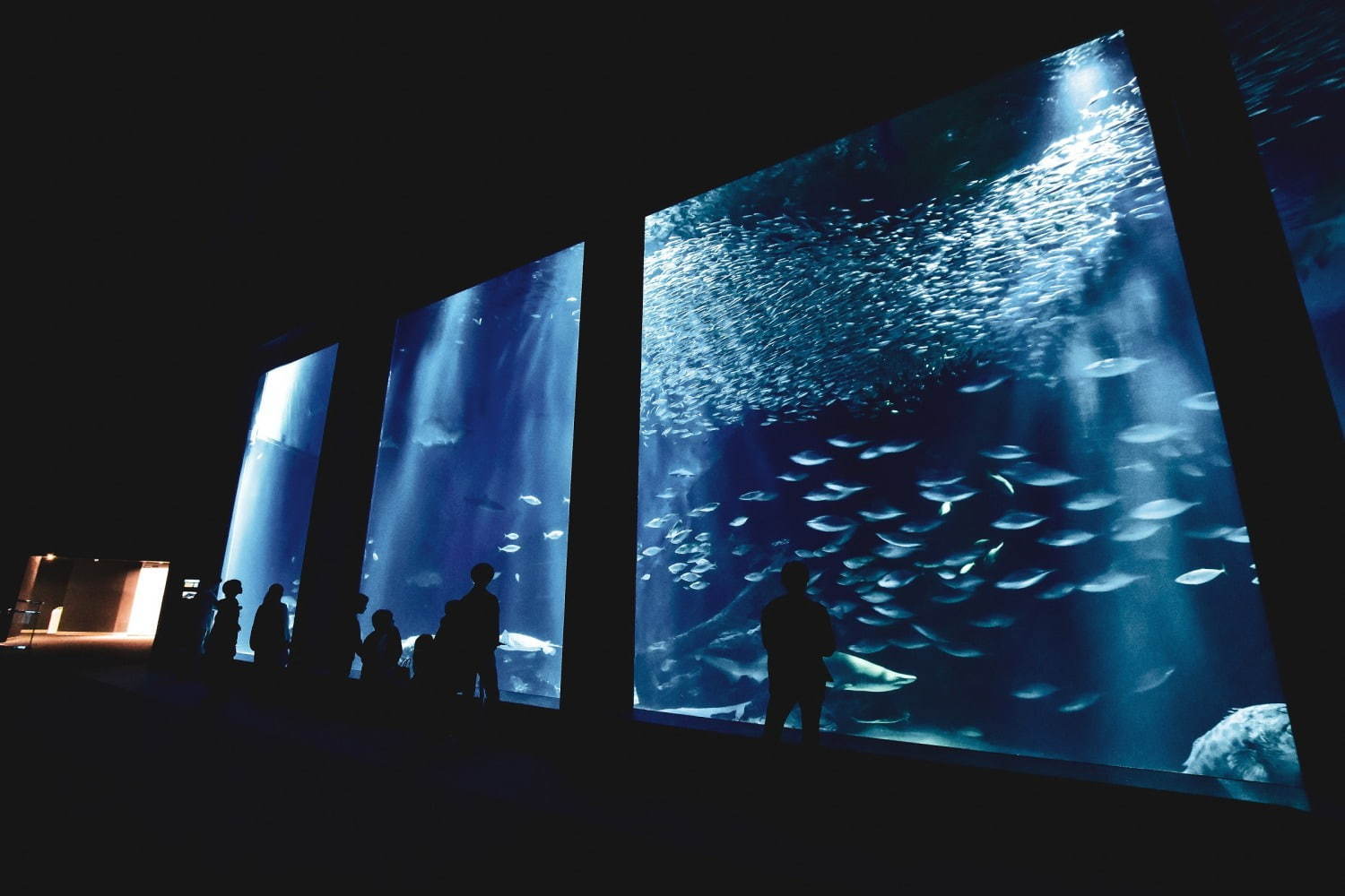 福岡マリンワールド海の中道「夜のすいぞくかん」夜景×イルカショーなど、九州の祭りを楽しむ夏イベントも｜写真3