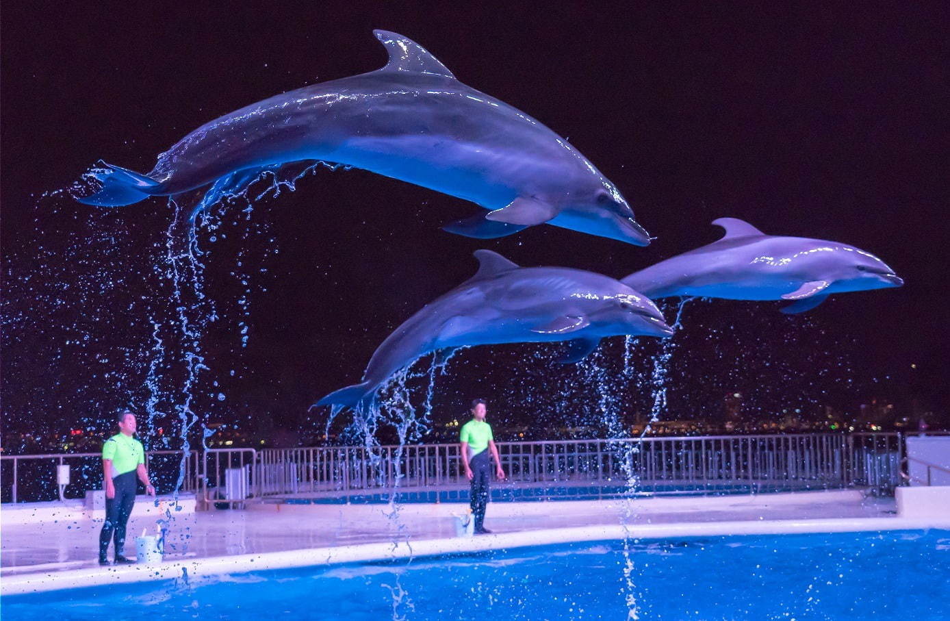 福岡マリンワールド海の中道「夜のすいぞくかん」夜景×イルカショーなど、九州の祭りを楽しむ夏イベントも｜写真2