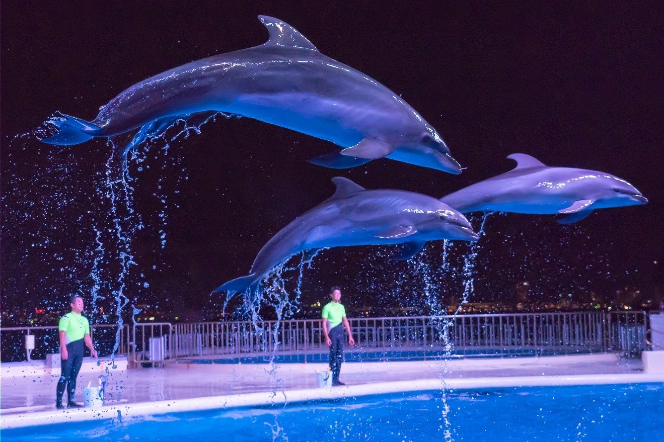 水族館｜福岡マリンワールド海の中道「夜のすいぞくかん」夜景×イルカショーなど、九州の祭りを楽しむ夏イベントも