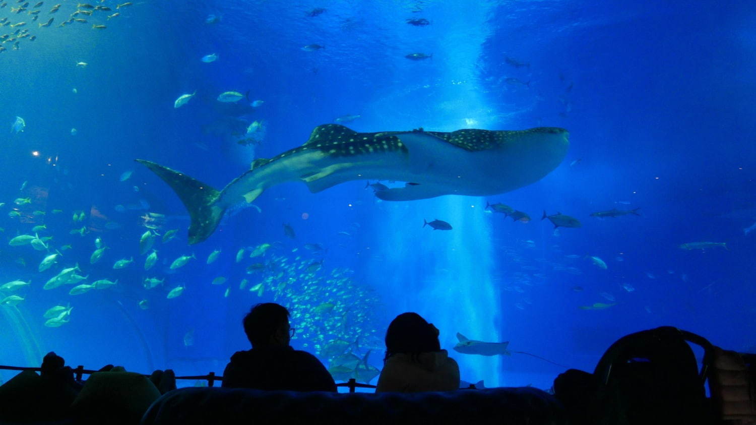 沖縄美ら海水族館「美ら海ナイトアクアリウム」ジンベエザメたちが泳ぐ“神秘的な海”、生演奏を聴きながら｜写真3