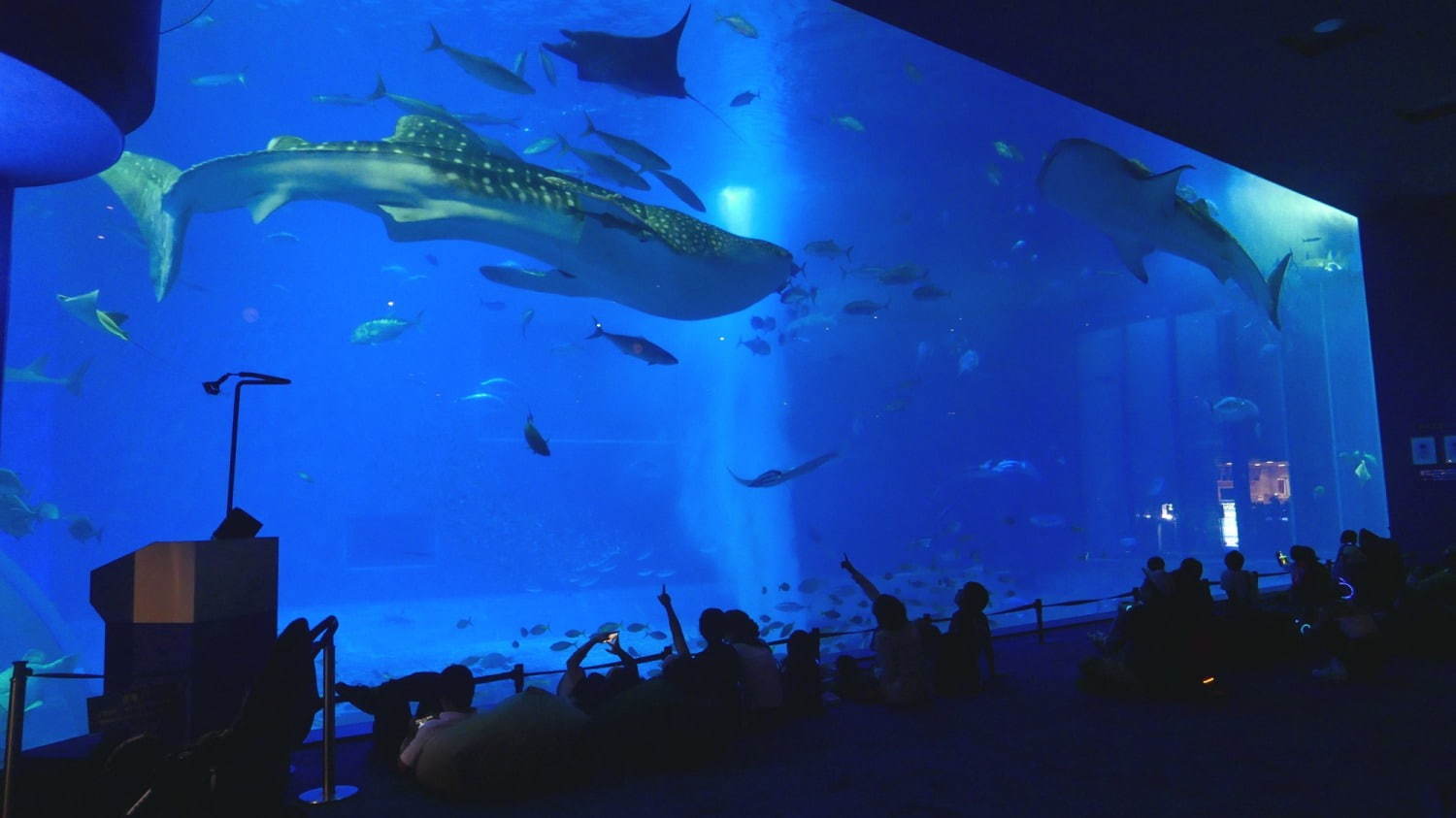 沖縄美ら海水族館「美ら海ナイトアクアリウム」ジンベエザメたちが泳ぐ“神秘的な海”、生演奏を聴きながら｜写真1