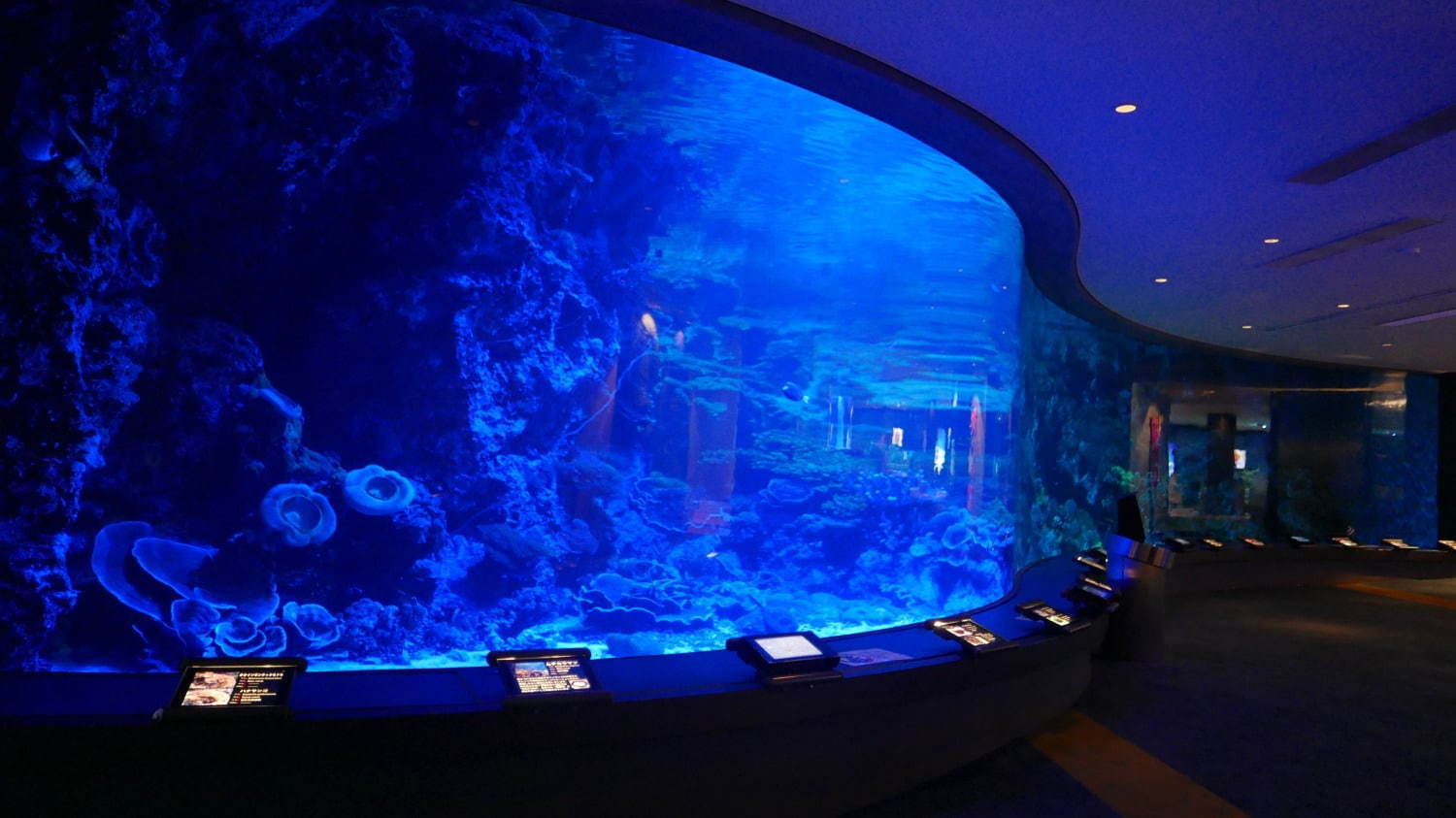 沖縄美ら海水族館「美ら海ナイトアクアリウム」ジンベエザメたちが泳ぐ“神秘的な海”、生演奏を聴きながら｜写真2