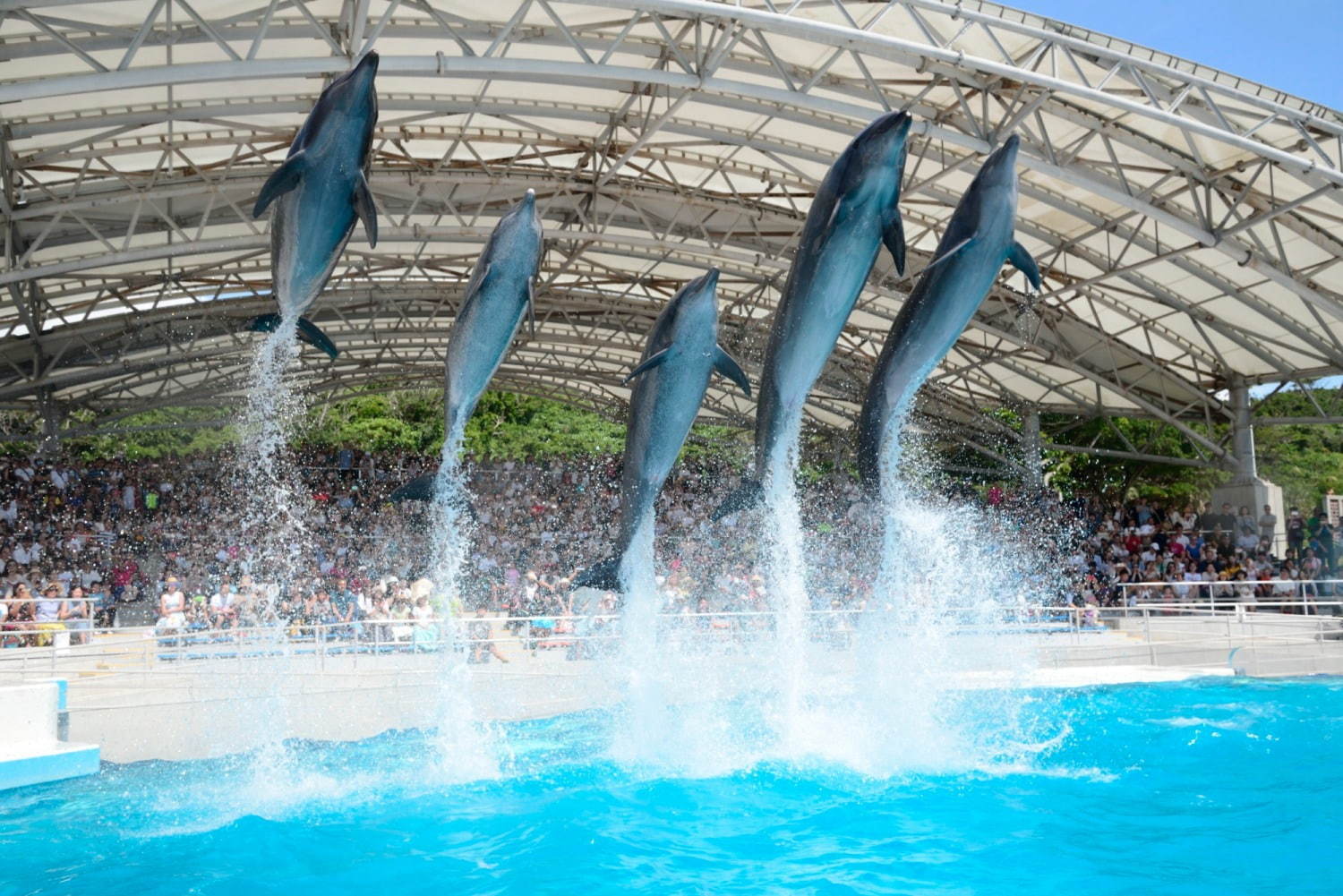 沖縄美ら海水族館＆周辺見どころガイド、ジンベエザメを世界最大級の水槽で鑑賞！アクセス方法も紹介｜写真11