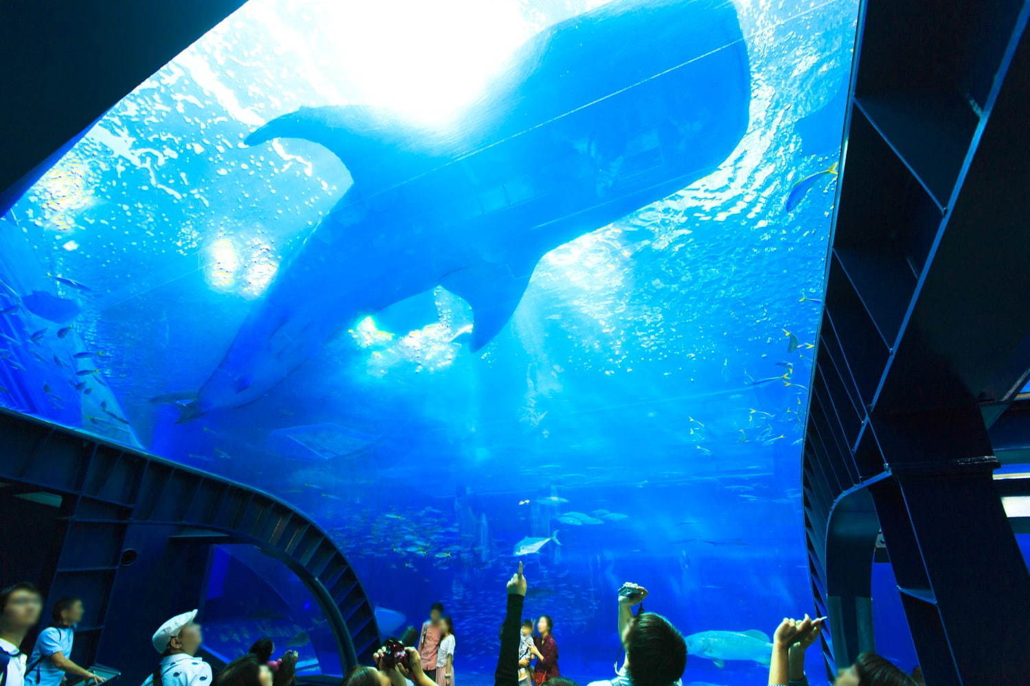 コースター 美ら海水族館 通販