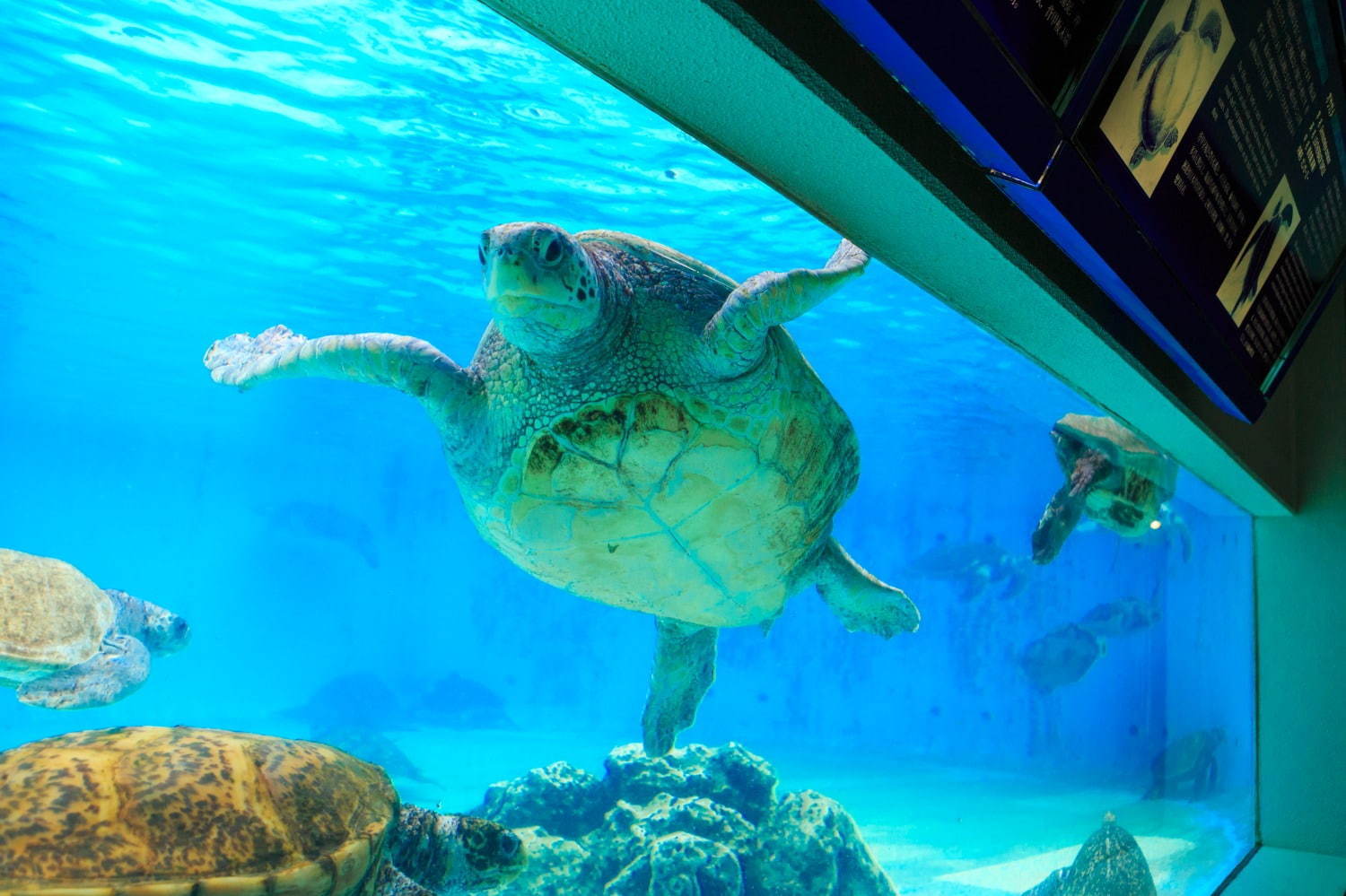 沖縄美ら海水族館＆周辺見どころガイド、ジンベエザメを世界最大級の水槽で鑑賞！アクセス方法も紹介｜写真9