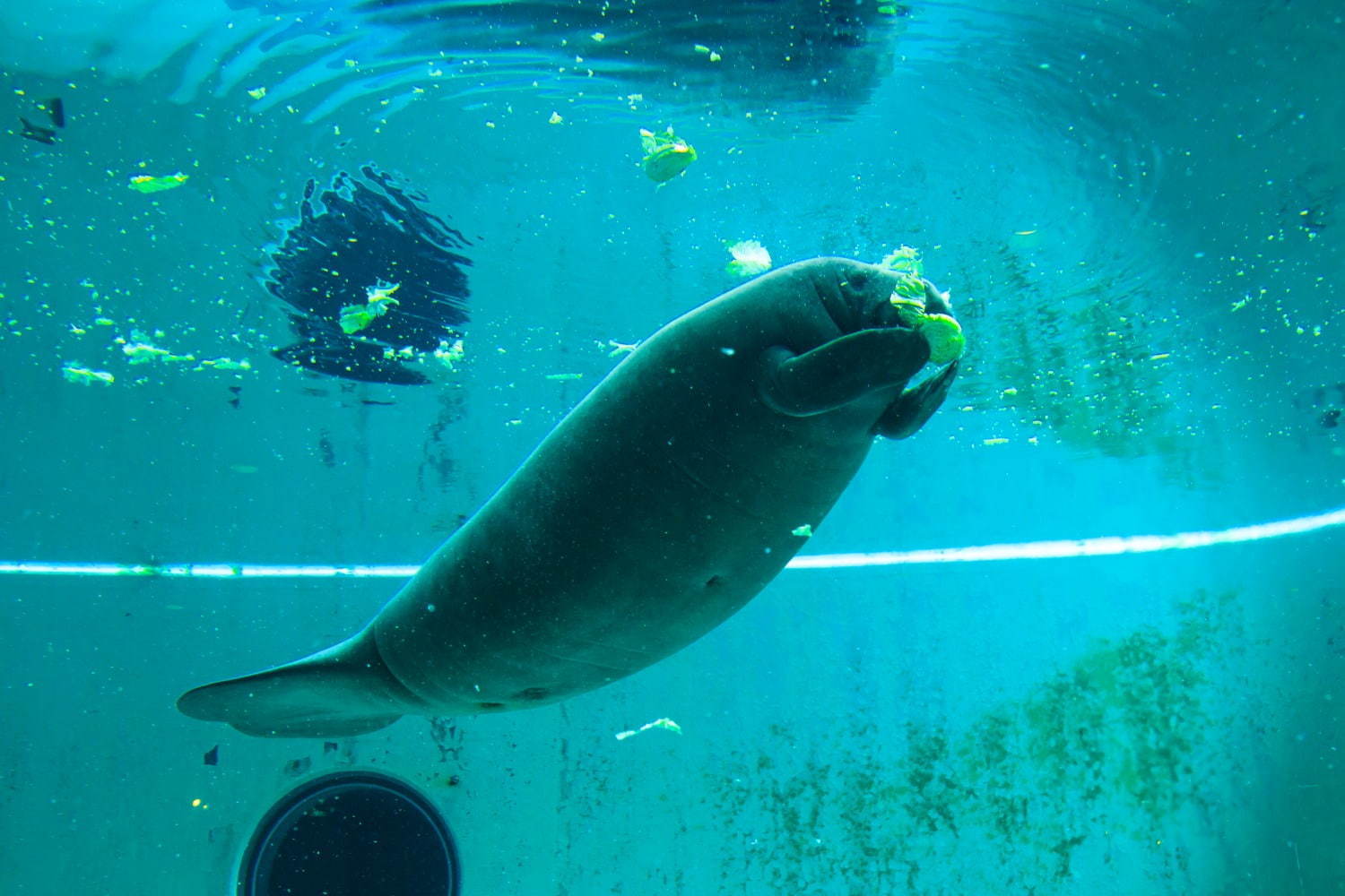 沖縄美ら海水族館＆周辺見どころガイド、ジンベエザメを世界最大級の水槽で鑑賞！アクセス方法も紹介｜写真12