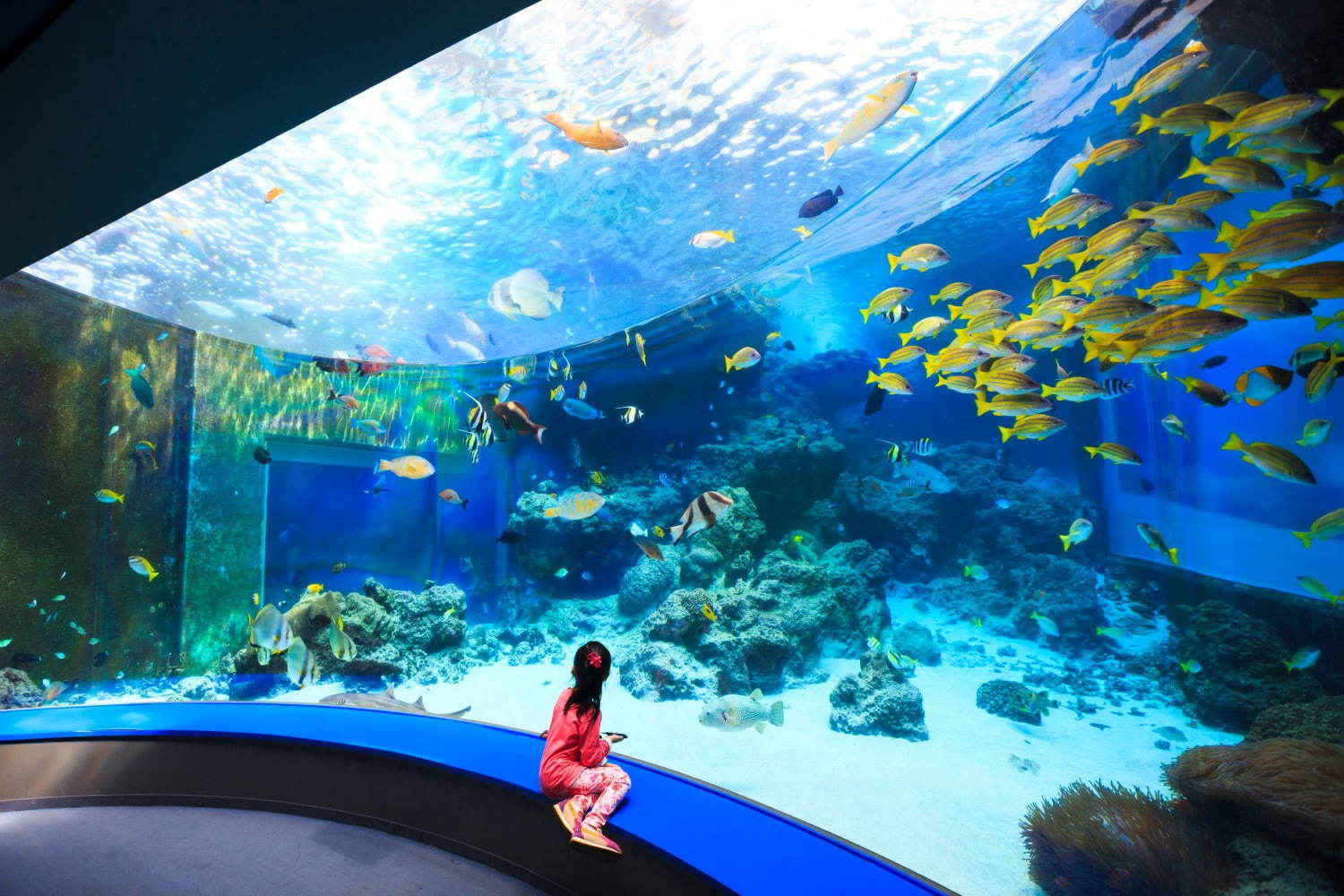 美 ら 海 水族館