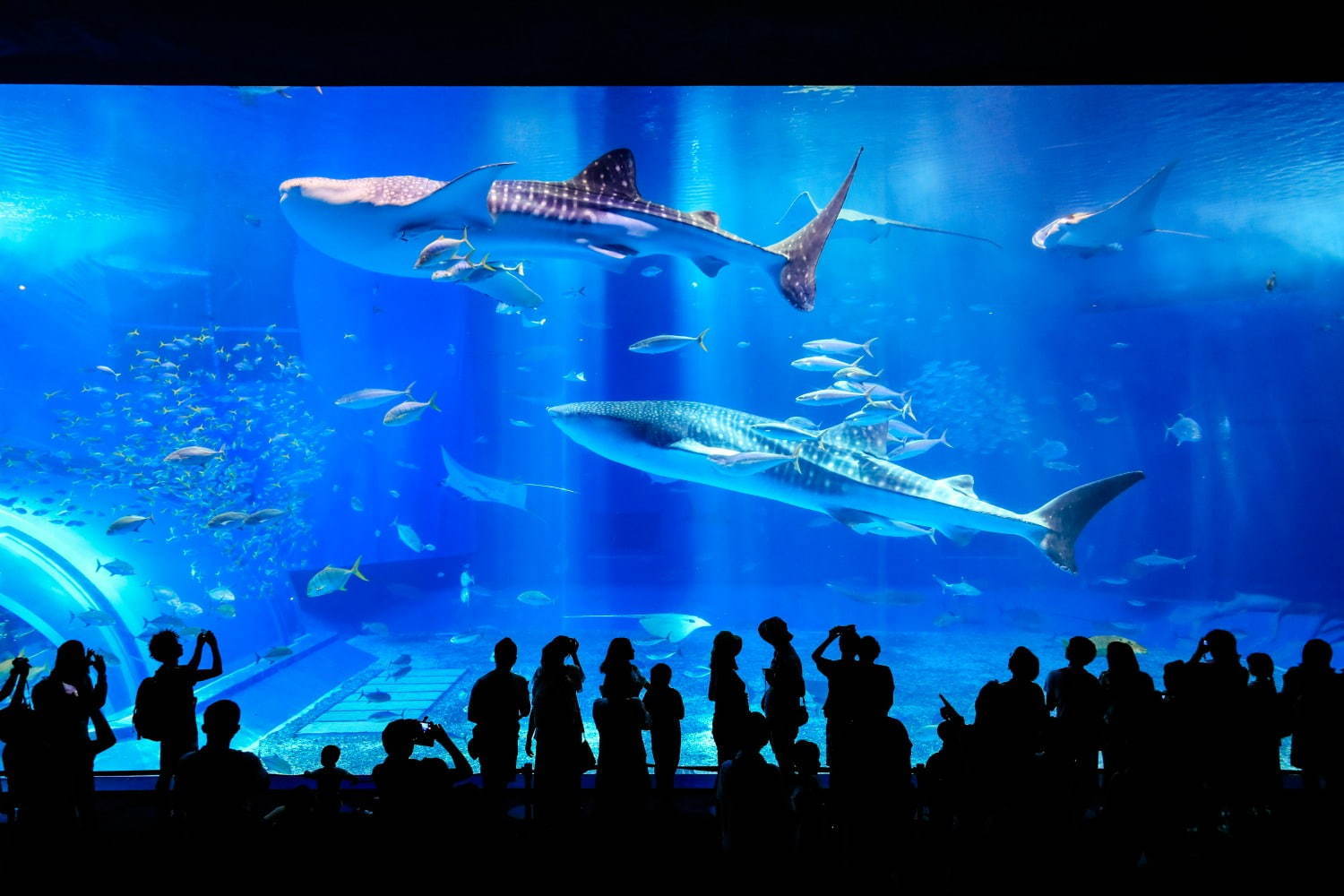 沖縄美ら海水族館 周辺見どころガイド ジンベエザメを世界最大級の水槽で鑑賞 アクセス方法も紹介 ファッションプレス