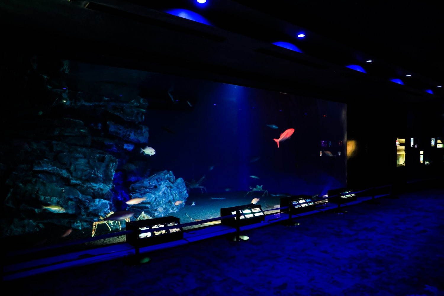 沖縄美ら海水族館 周辺見どころガイド ジンベエザメを世界最大級の水槽で鑑賞 アクセス方法も紹介 ファッションプレス
