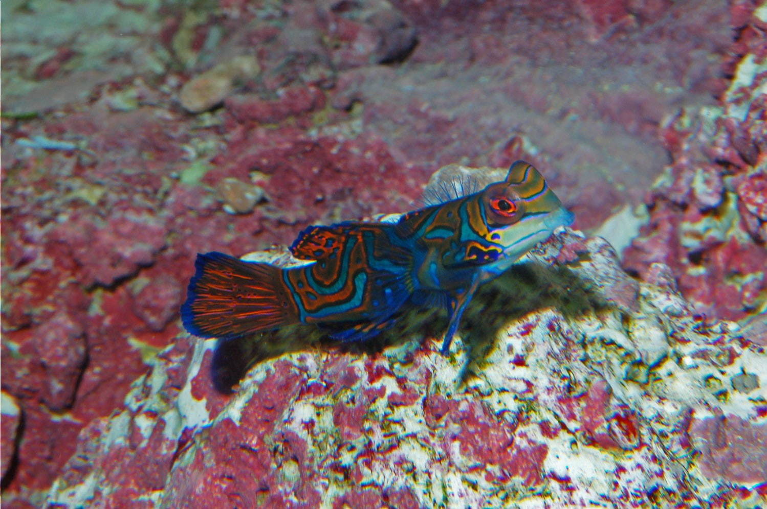 新江ノ島水族館「えのすいワンダーアクアリウム 2019」彩りの秋＆ハロウィンを海の生き物×光で表現｜写真6