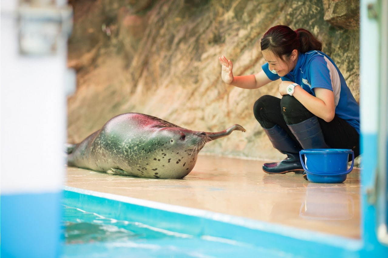 伊勢シーパラダイス“距離感ゼロ”のふれあい夏イベント、アザラシのひざ枕＆抱きつき体験｜写真6