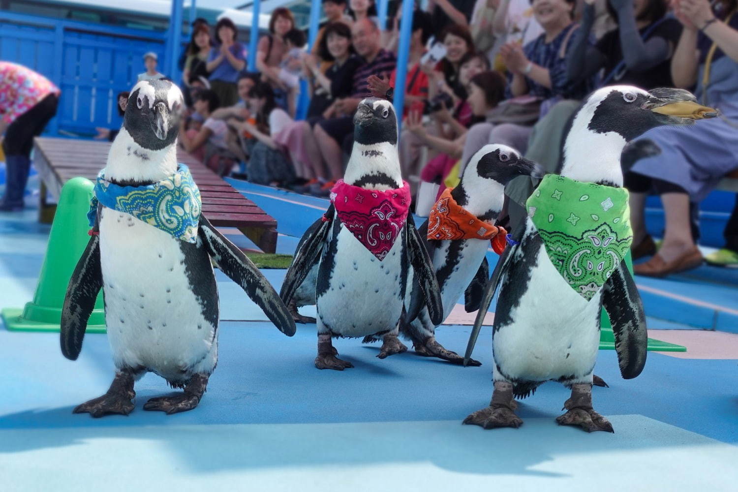 伊勢シーパラダイス“距離感ゼロ”のふれあい夏イベント、アザラシのひざ枕＆抱きつき体験｜写真10