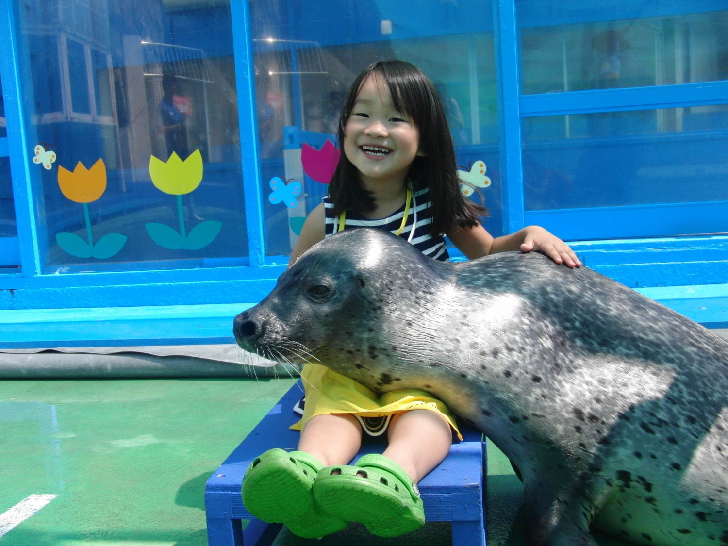 伊勢シーパラダイス“距離感ゼロ”のふれあい夏イベント、アザラシのひざ枕＆抱きつき体験｜写真9
