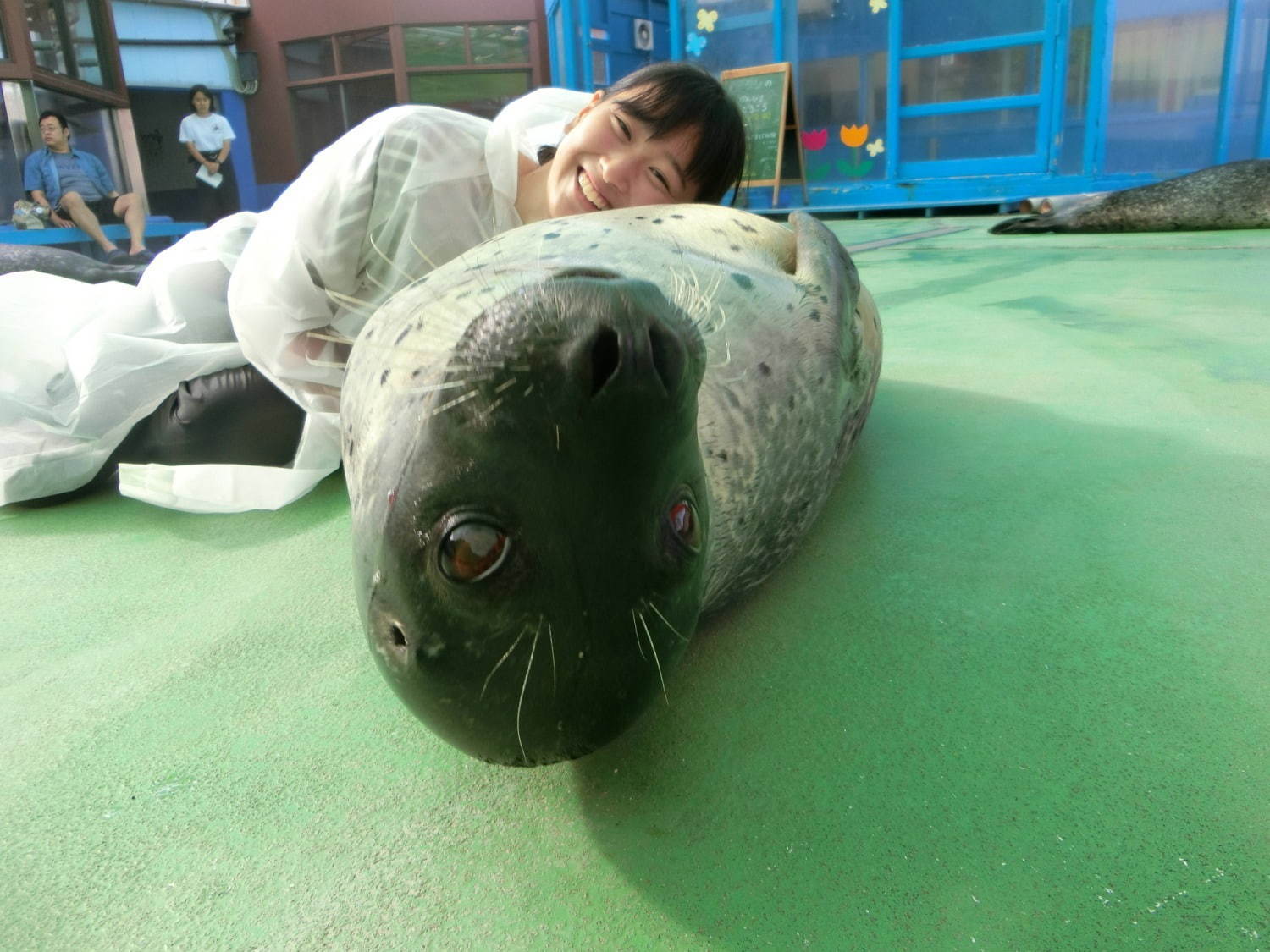 伊勢シーパラダイス“距離感ゼロ”のふれあい夏イベント、アザラシのひざ枕＆抱きつき体験｜写真13
