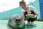 伊勢シーパラダイス“距離感ゼロ”のふれあい夏イベント、アザラシのひざ枕＆抱きつき体験