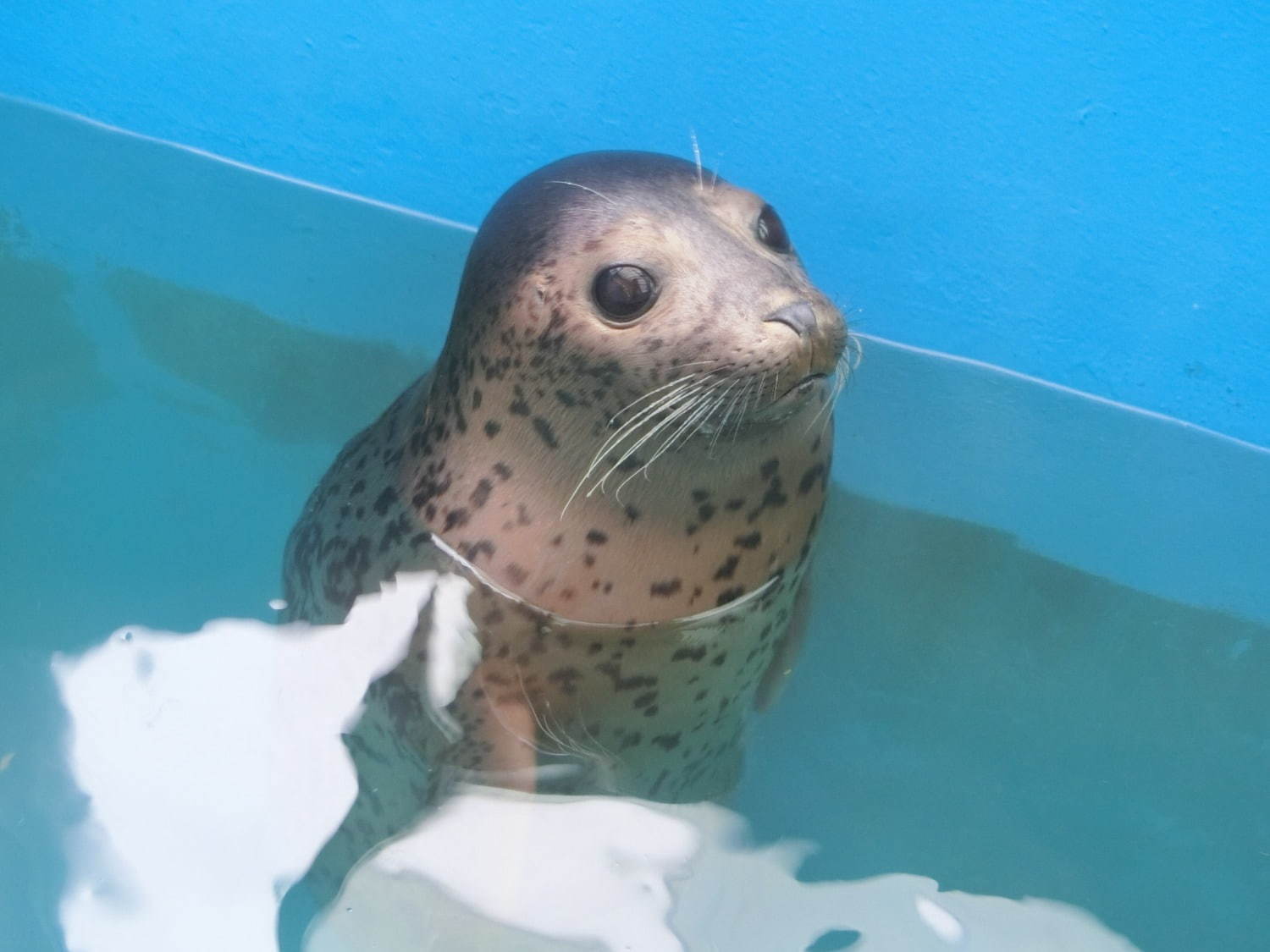 伊勢シーパラダイス“距離感ゼロ”のふれあい夏イベント、アザラシのひざ枕＆抱きつき体験｜写真3