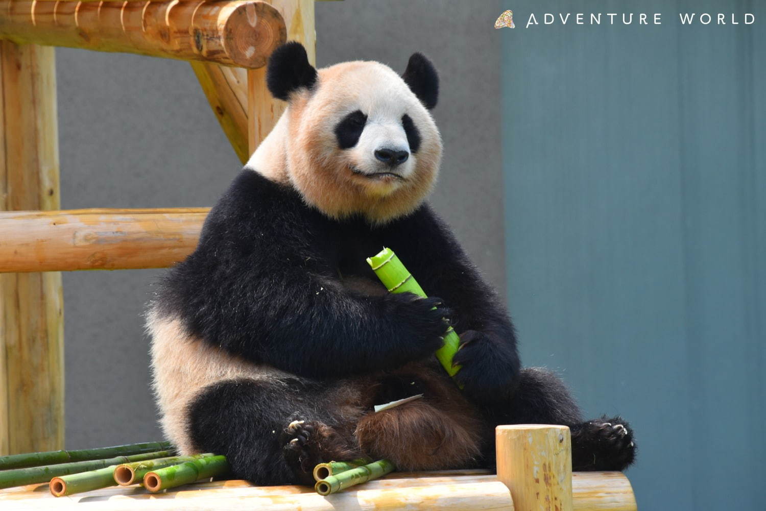 白浜「アドベンチャーワールド」7頭のパンダ家族がいる動物園や水族館、和歌山旅行に必見のアクセス方法も｜写真8