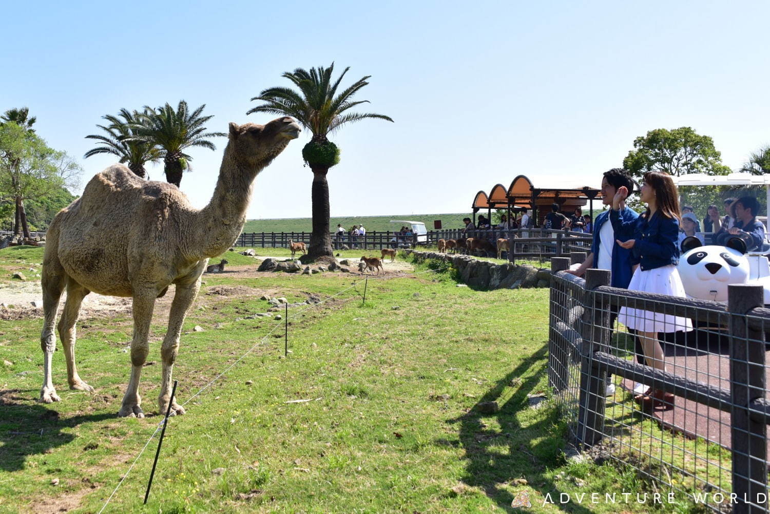 白浜「アドベンチャーワールド」7頭のパンダ家族がいる動物園や水族館、和歌山旅行に必見のアクセス方法も｜写真19