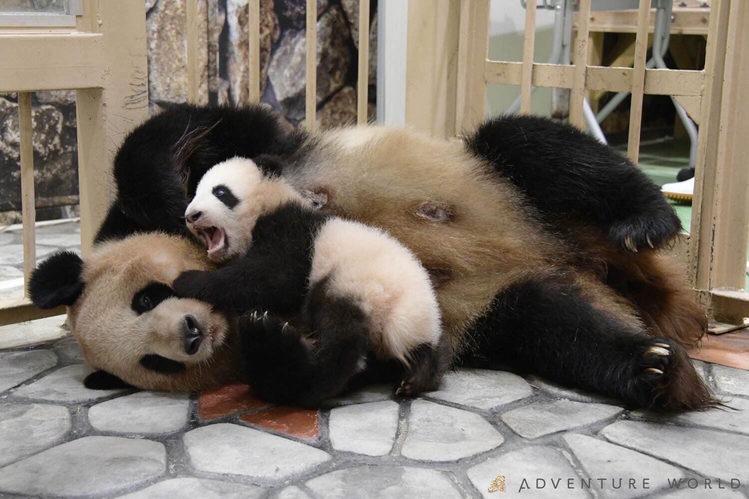 白浜「アドベンチャーワールド」7頭のパンダ家族がいる動物園や水族館、和歌山旅行に必見のアクセス方法も｜写真1