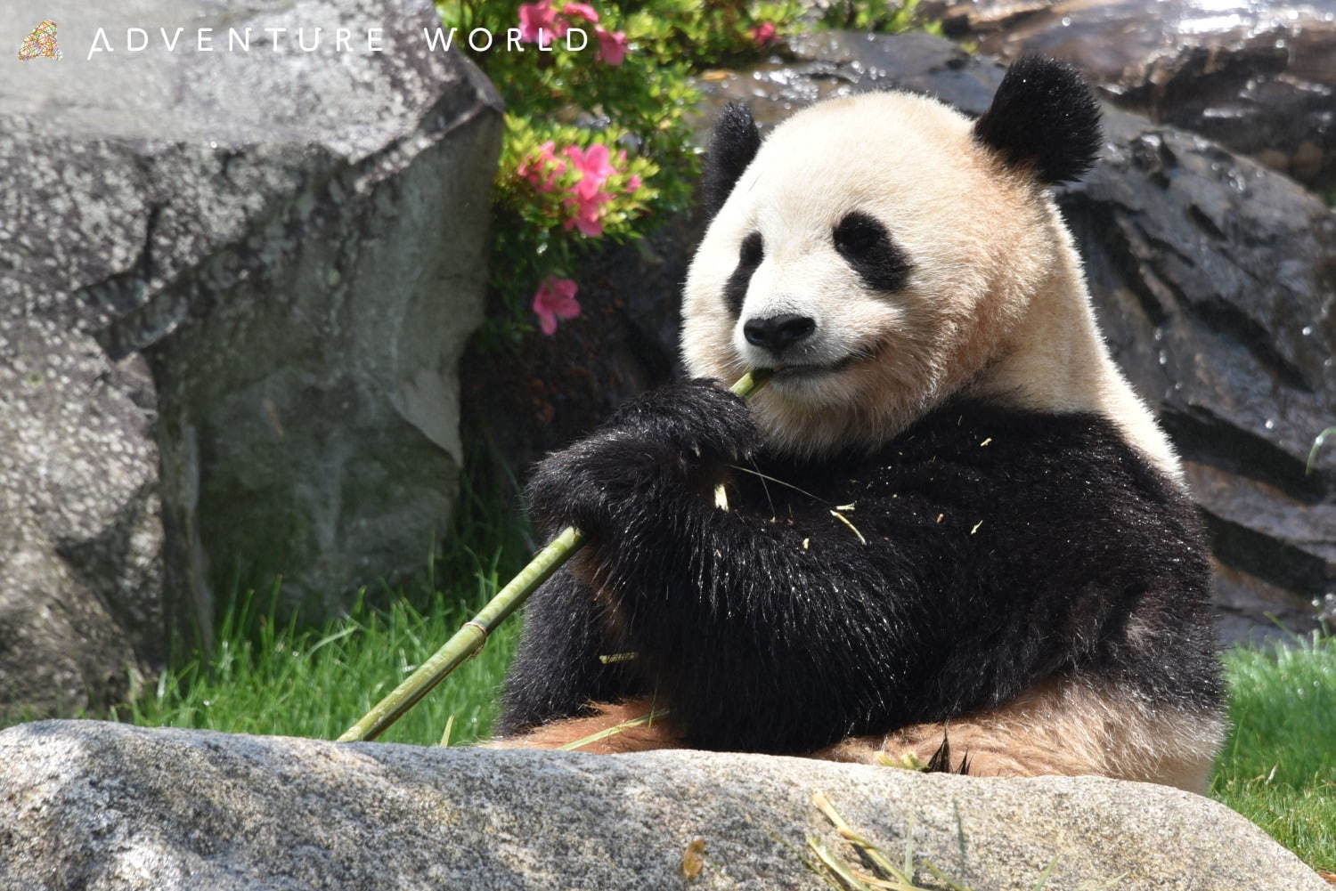 白浜「アドベンチャーワールド」7頭のパンダ家族がいる動物園や水族館、和歌山旅行に必見のアクセス方法も｜写真6