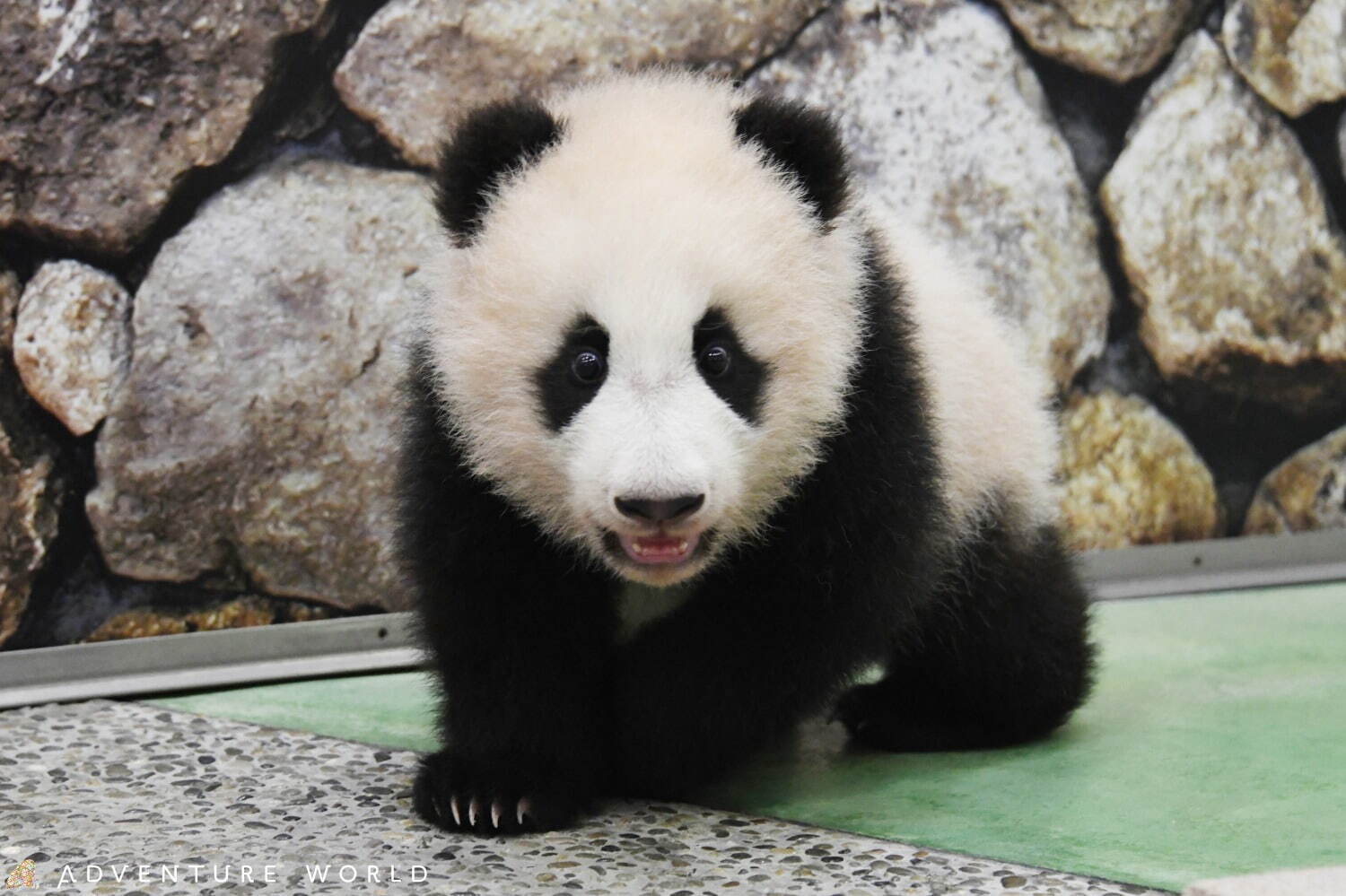 白浜 アドベンチャーワールド 7頭のパンダ家族がいる動物園や水族館 和歌山旅行に必見のアクセス方法も ファッションプレス