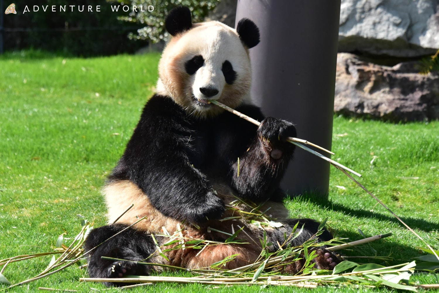 白浜「アドベンチャーワールド」7頭のパンダ家族がいる動物園や水族館、和歌山旅行に必見のアクセス方法も｜写真7