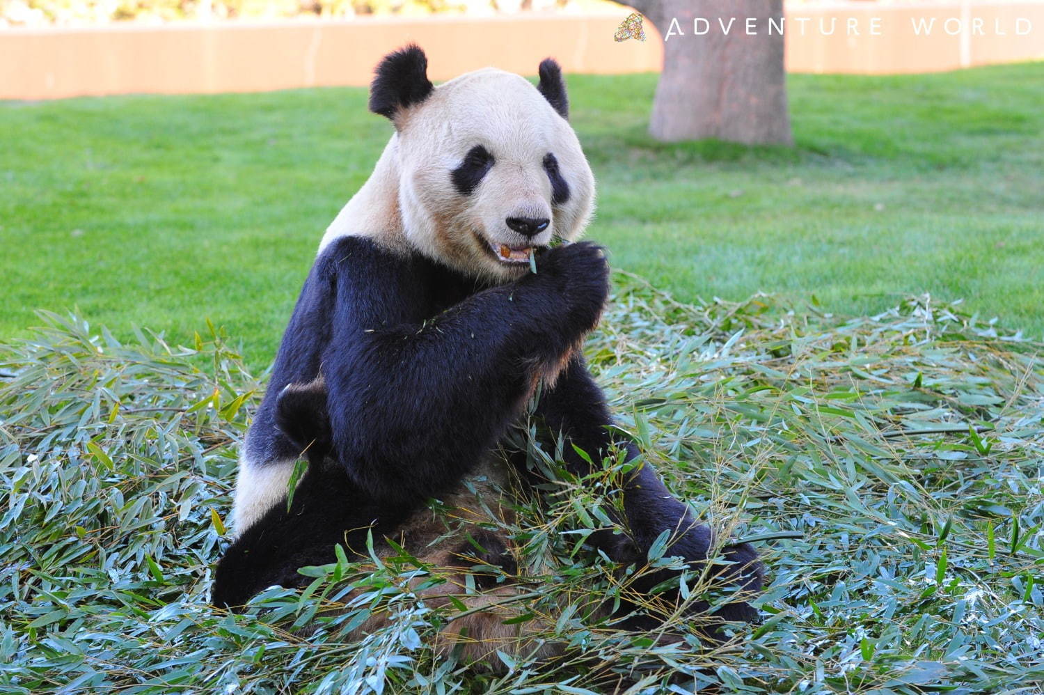 白浜「アドベンチャーワールド」7頭のパンダ家族がいる動物園や水族館、和歌山旅行に必見のアクセス方法も｜写真4