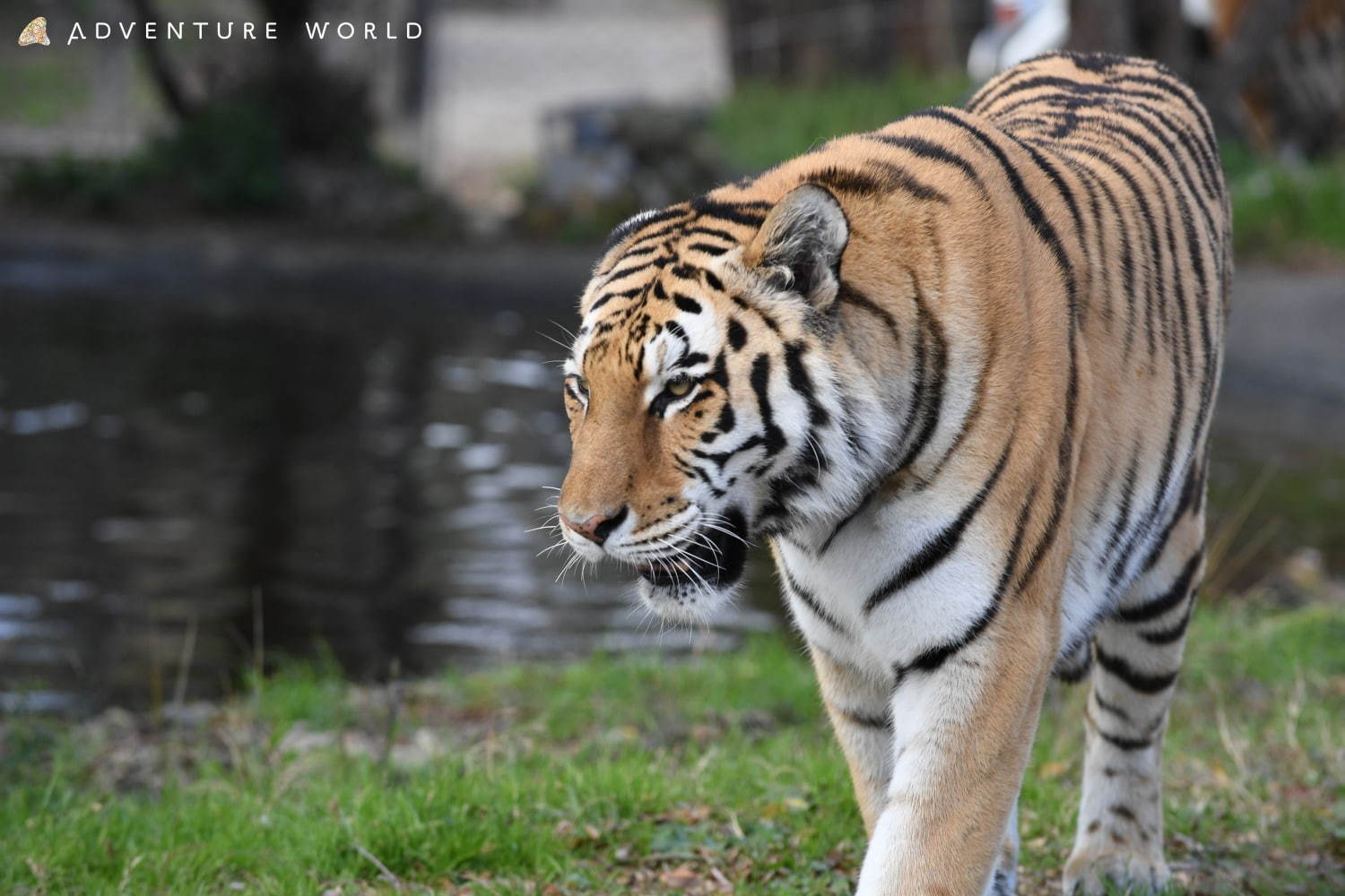 白浜「アドベンチャーワールド」7頭のパンダ家族がいる動物園や水族館、和歌山旅行に必見のアクセス方法も｜写真22