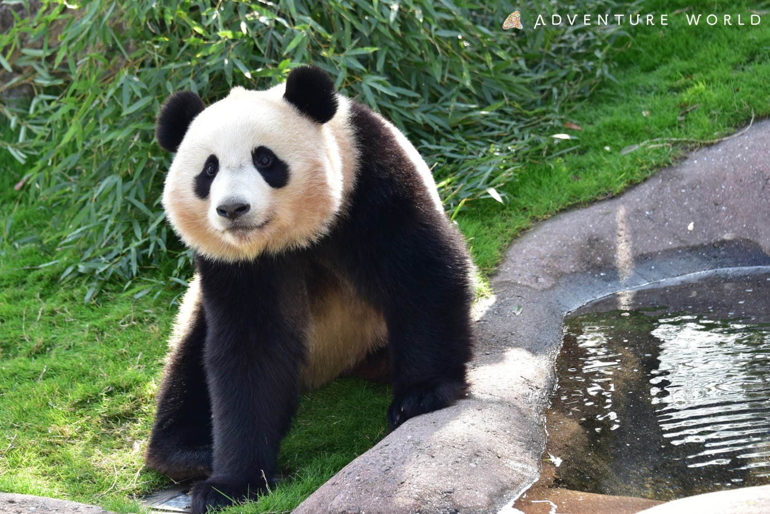 白浜「アドベンチャーワールド」7頭のパンダ家族がいる動物園や水族館、和歌山旅行に必見のアクセス方法も｜写真5