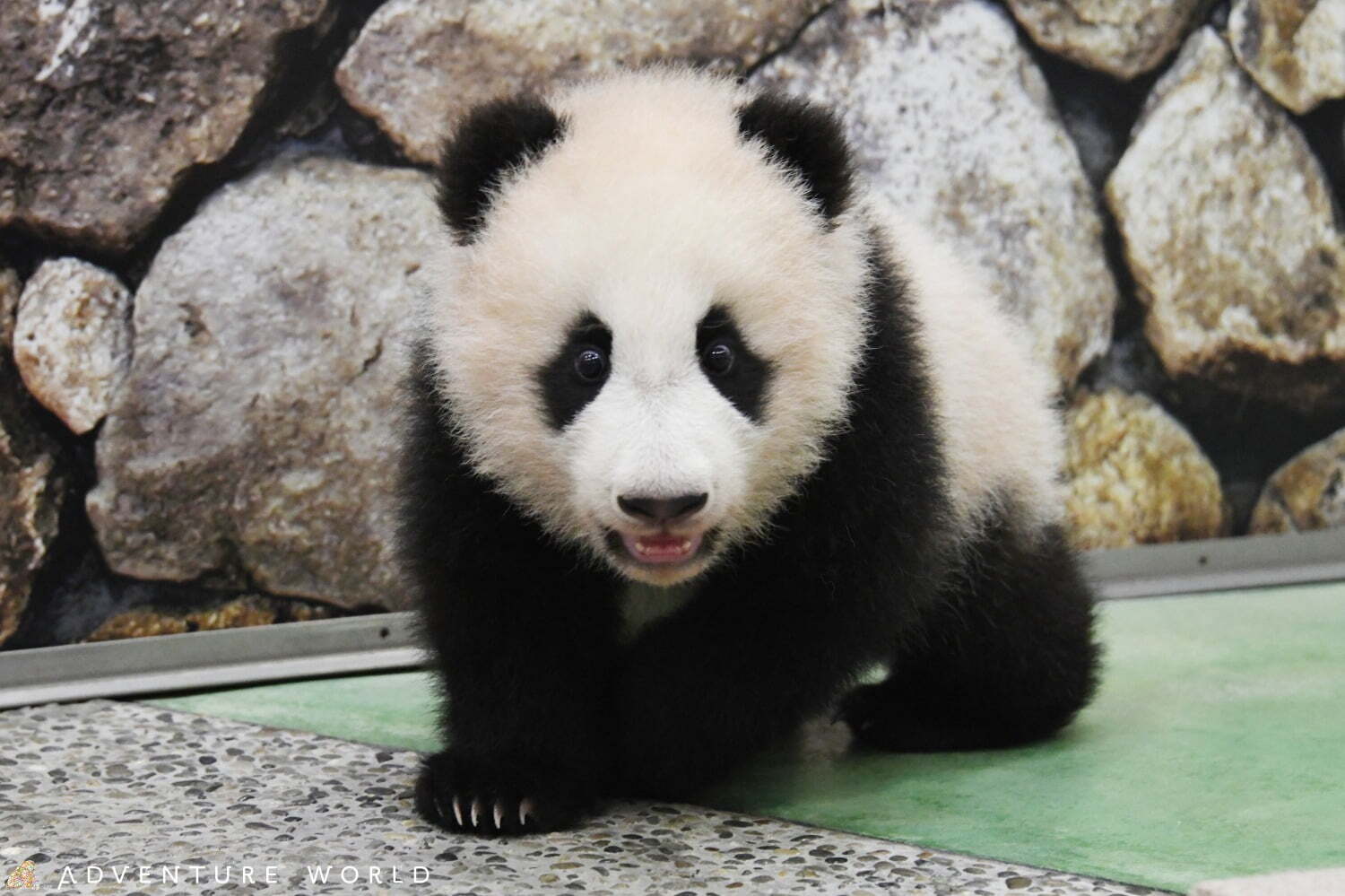 白浜 アドベンチャーワールド 7頭のパンダ家族がいる動物園や水族館 和歌山旅行に必見のアクセス方法も ファッションプレス