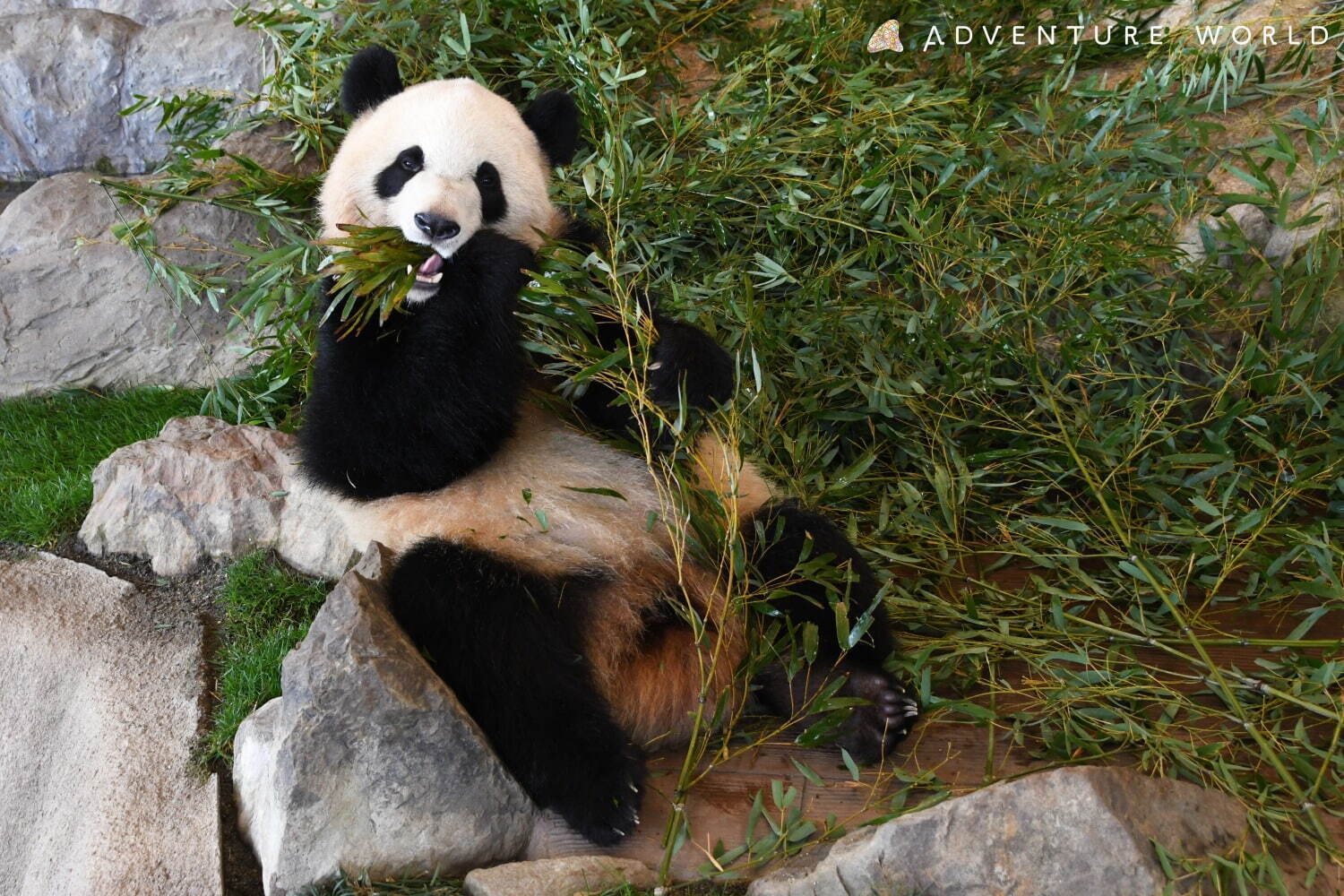 白浜「アドベンチャーワールド」7頭のパンダ家族がいる動物園や水族館、和歌山旅行に必見のアクセス方法も｜写真9