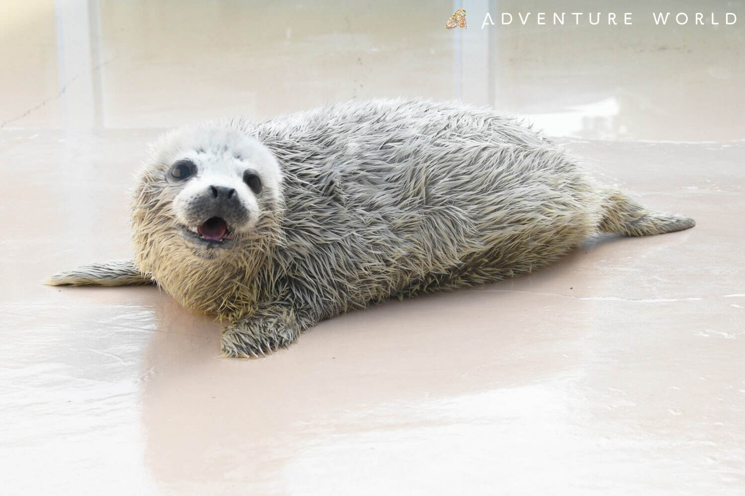 白浜「アドベンチャーワールド」7頭のパンダ家族がいる動物園や水族館、和歌山旅行に必見のアクセス方法も｜写真10