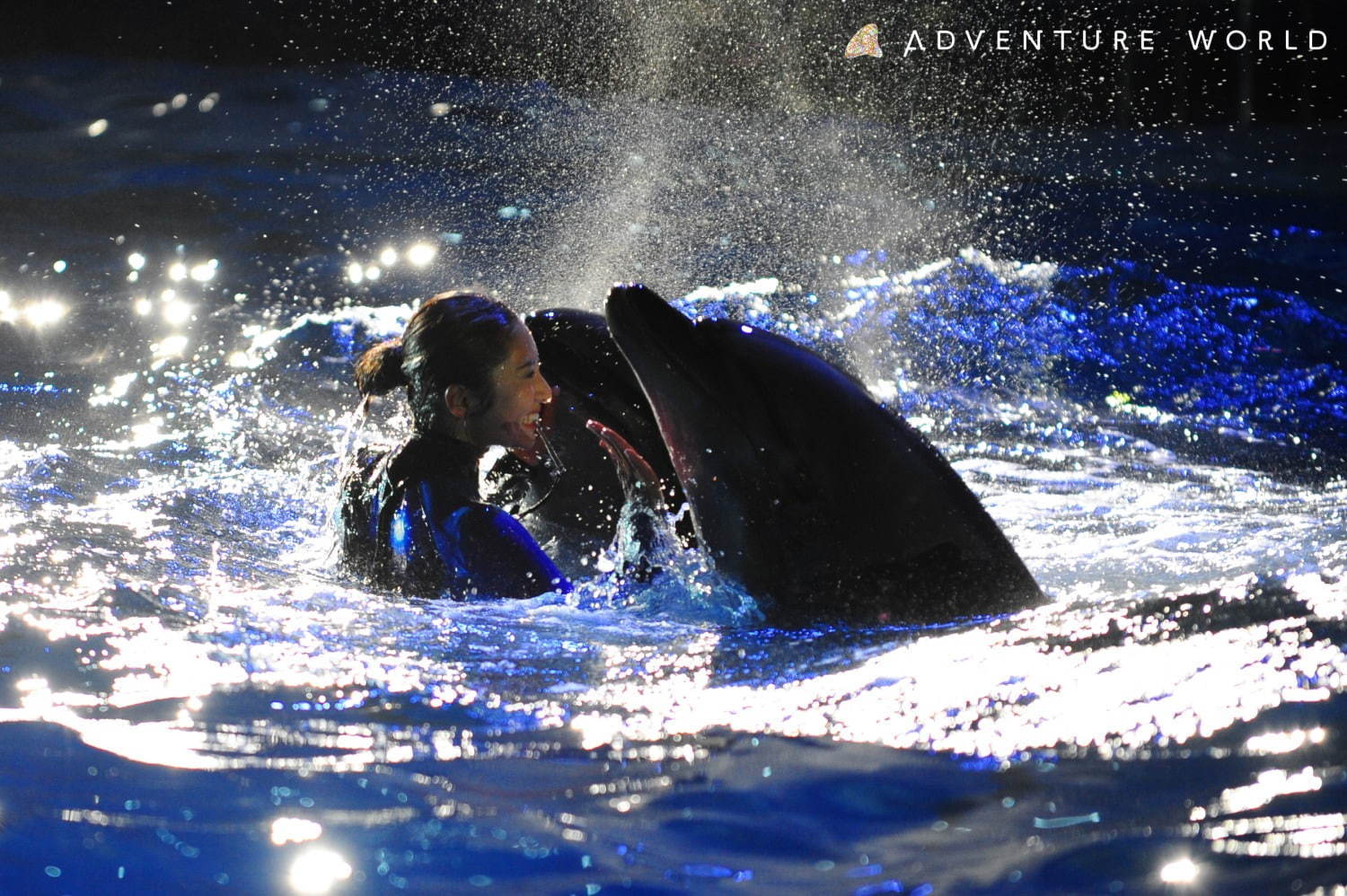 南紀白浜アドベンチャーワールドのナイトマリンライブ「LOVES」イルカ クジラのダイナミックショー｜写真2