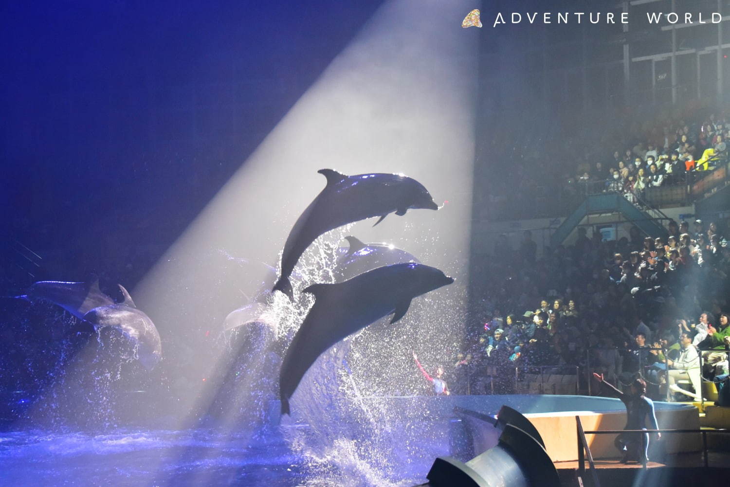 南紀白浜アドベンチャーワールドのナイトマリンライブ「LOVES」イルカ クジラのダイナミックショー｜写真1