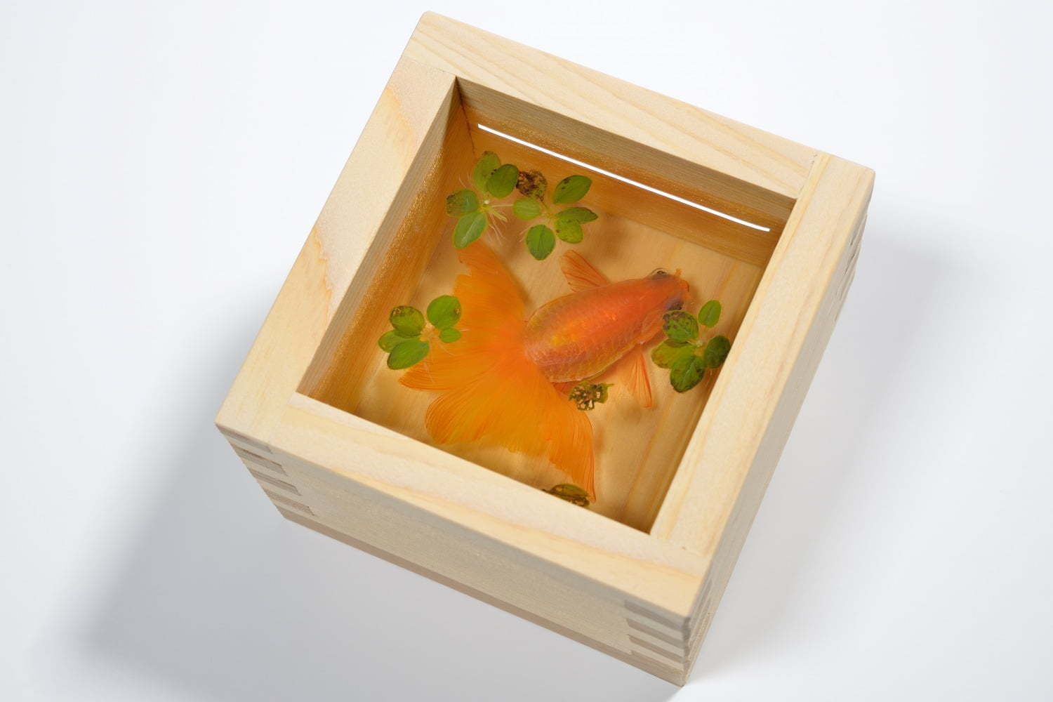 すみだ水族館「金魚♡(LOVE)展」