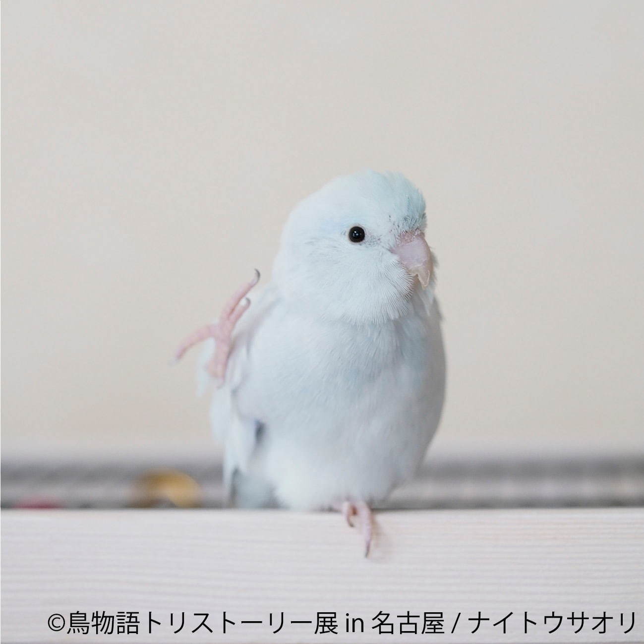 「鳥物語トリストーリー展」名古屋で、鳥の“一瞬の美しさ”を表した写真展＆ハンドメイドグッズ物販｜写真9