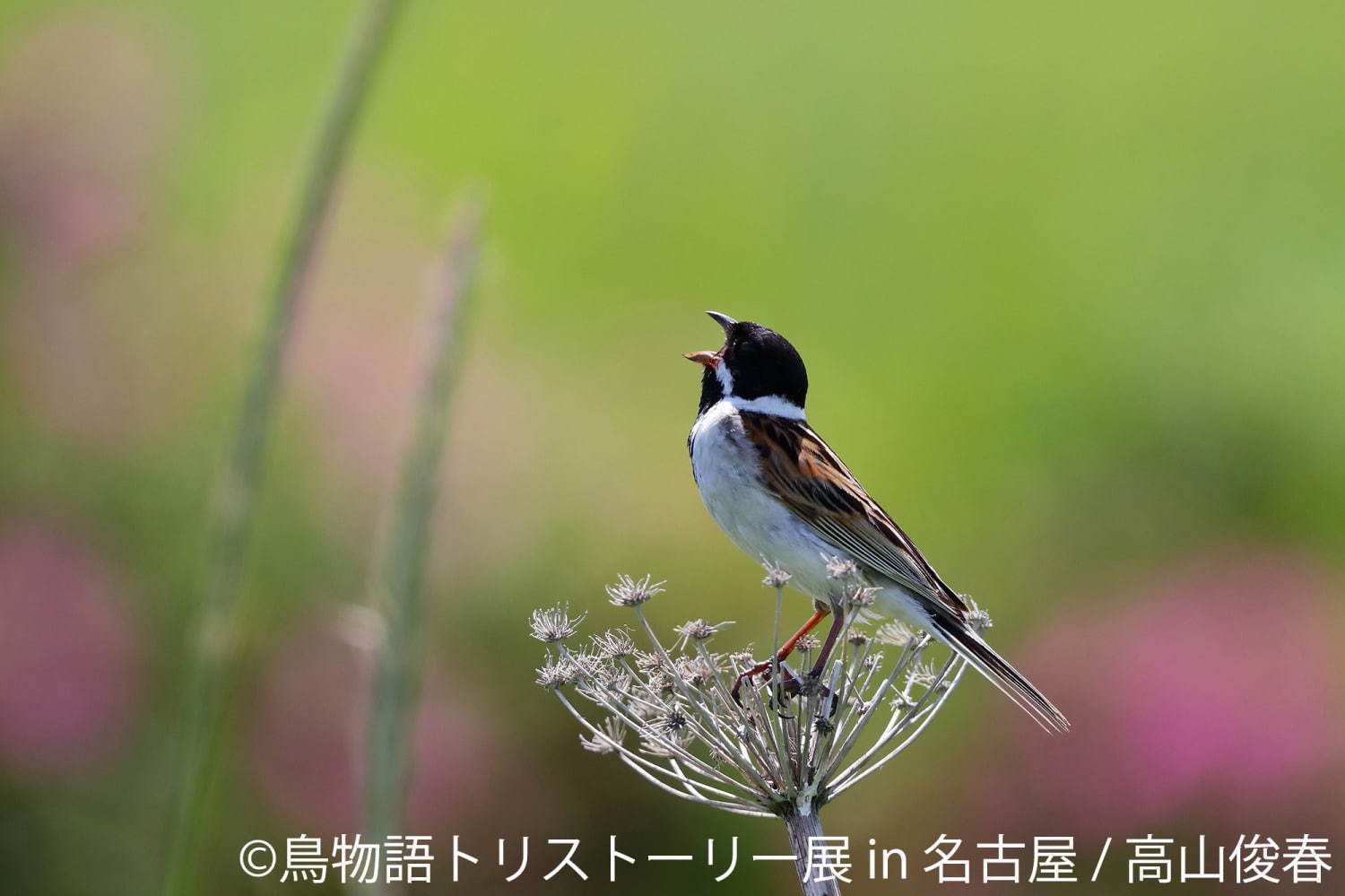 「鳥物語トリストーリー展」名古屋で、鳥の“一瞬の美しさ”を表した写真展＆ハンドメイドグッズ物販｜写真1