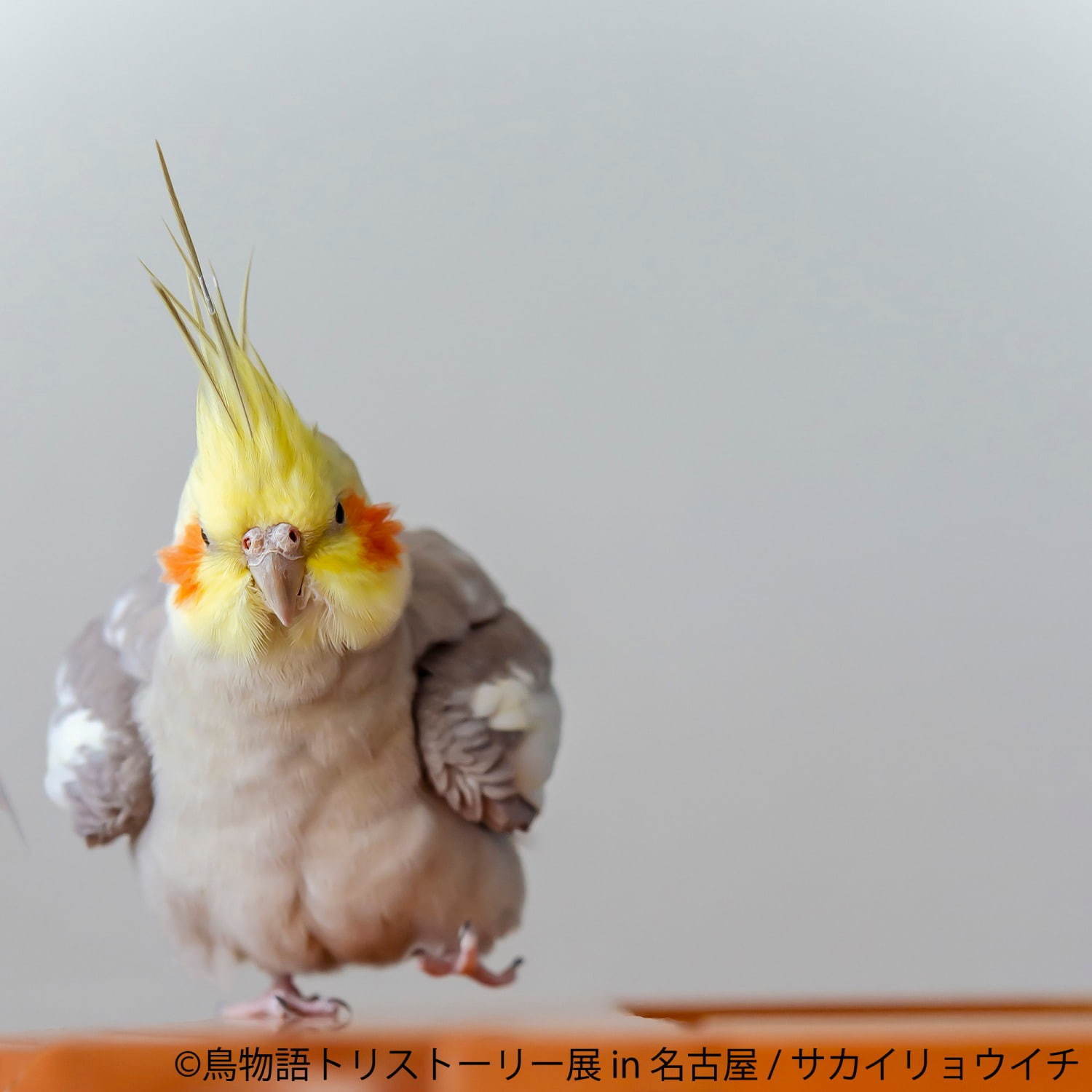 「鳥物語トリストーリー展」名古屋で、鳥の“一瞬の美しさ”を表した写真展＆ハンドメイドグッズ物販｜写真6