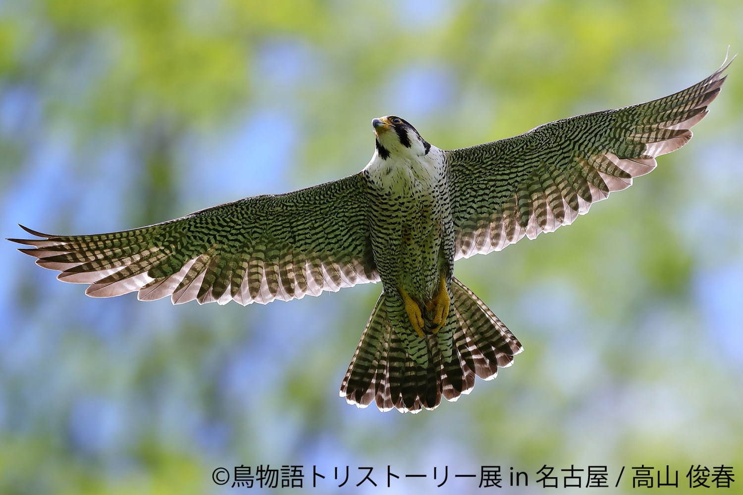 「鳥物語トリストーリー展」名古屋で、鳥の“一瞬の美しさ”を表した写真展＆ハンドメイドグッズ物販｜写真10