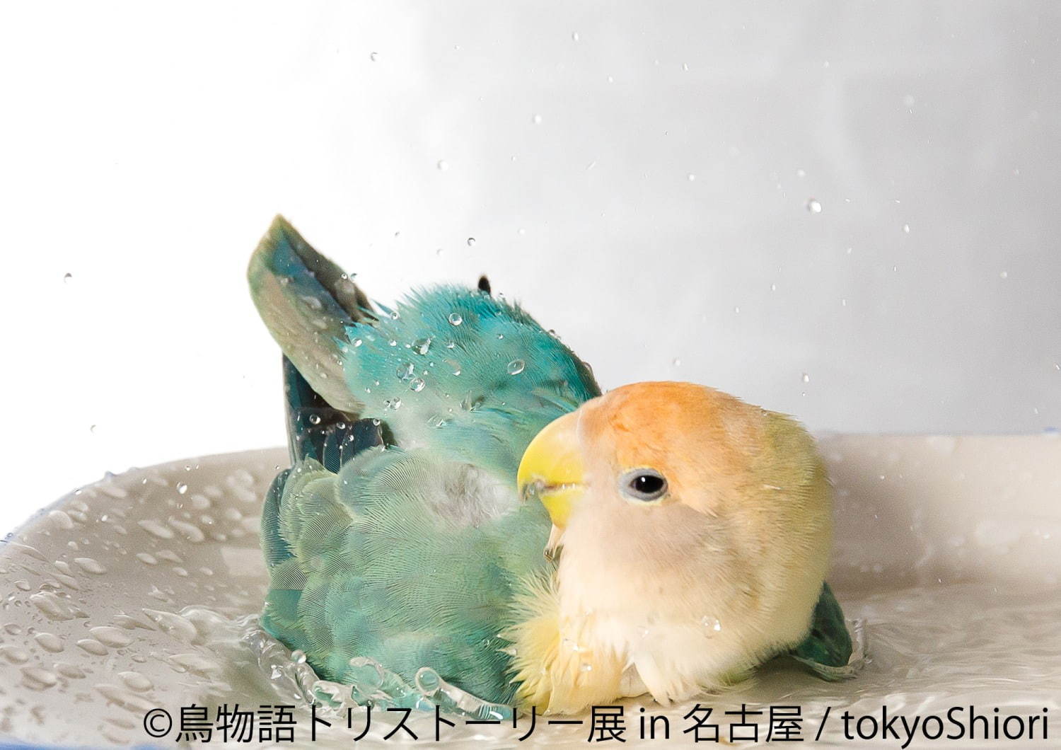 「鳥物語トリストーリー展」名古屋で、鳥の“一瞬の美しさ”を表した写真展＆ハンドメイドグッズ物販｜写真5