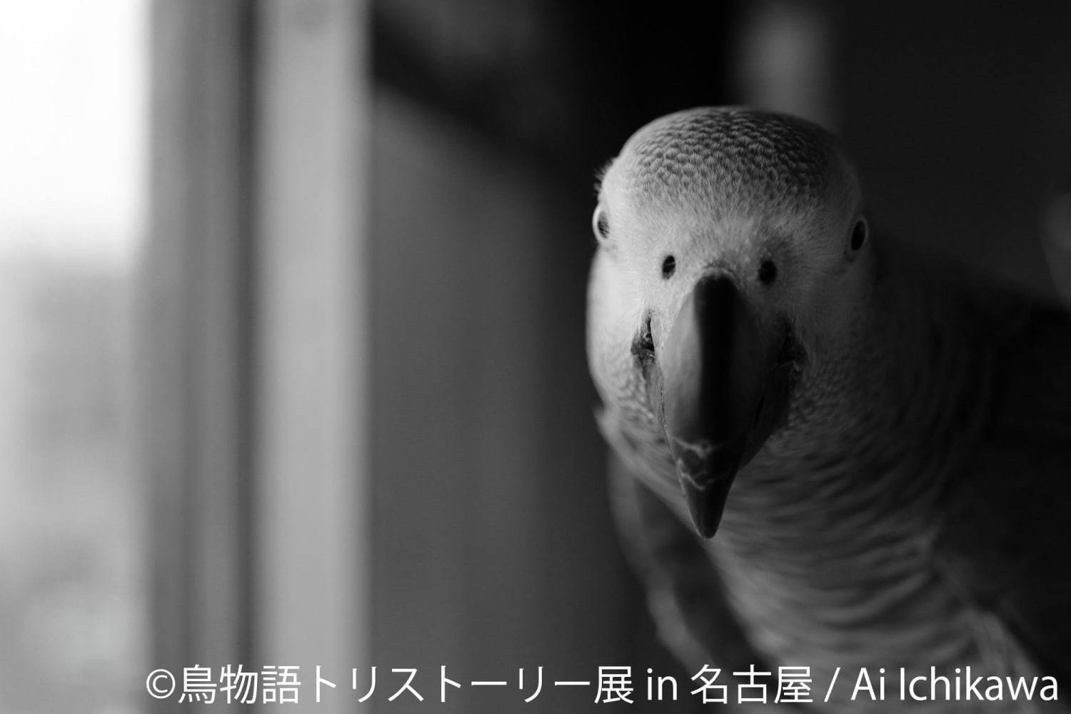 「鳥物語トリストーリー展」名古屋で、鳥の“一瞬の美しさ”を表した写真展＆ハンドメイドグッズ物販｜写真2