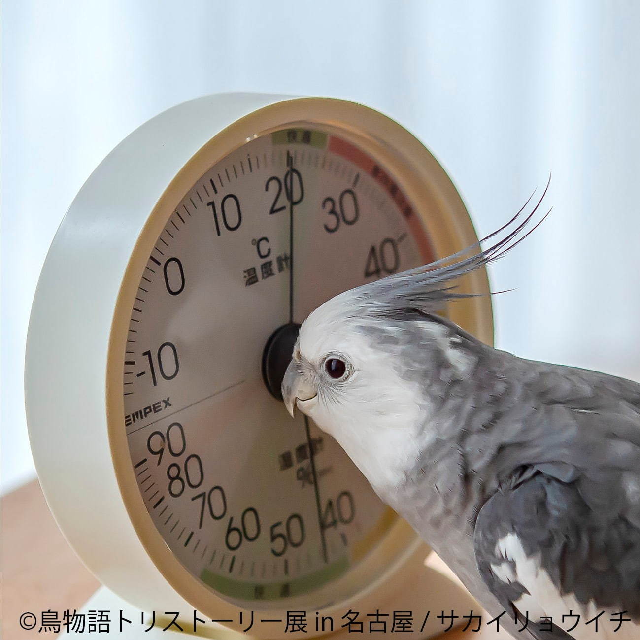 「鳥物語トリストーリー展」名古屋で、鳥の“一瞬の美しさ”を表した写真展＆ハンドメイドグッズ物販｜写真7